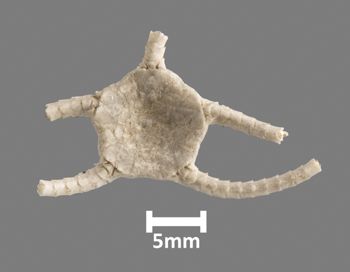 Media type: image;   Invertebrate Zoology OPH-543 Aspect: dorsal